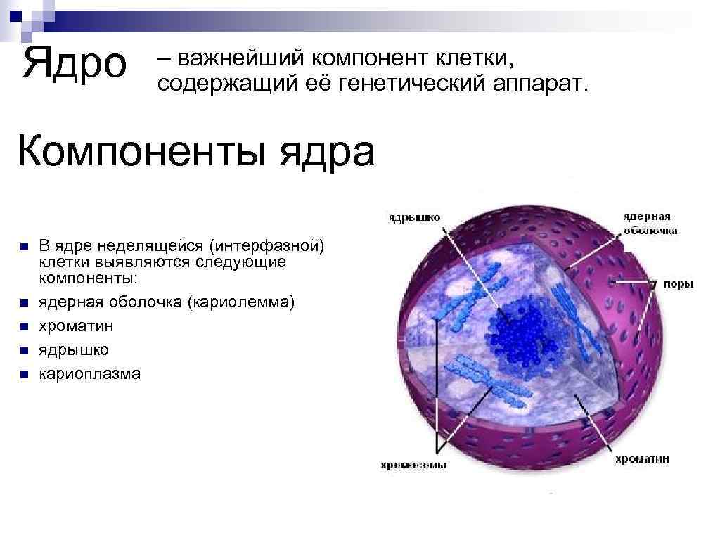 Ядро – важнейший компонент клетки, содержащий её генетический аппарат. Компоненты ядра n n n