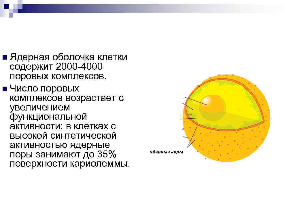 Ядерная оболочка животной клетки