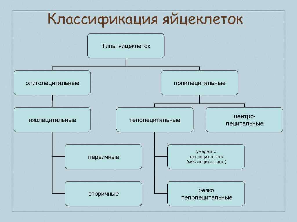 Типы яйцеклеток. Классификация яйцеклеток. Классификация типов яйцеклеток. Схема классификации яйцеклеток. Таблица классификация яйцеклеток.