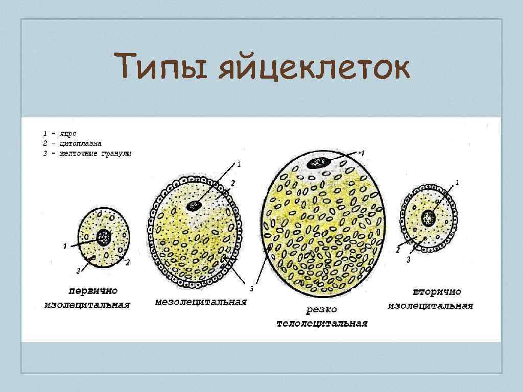 Представители каких классов позвоночных животных крупные яйцеклетки. Телолецитальная яйцеклетка лягушки. Первично изолецитальная яйцеклетка. Строение и типы яйцеклеток. Типы яйцеклеток изолецитальные строение.