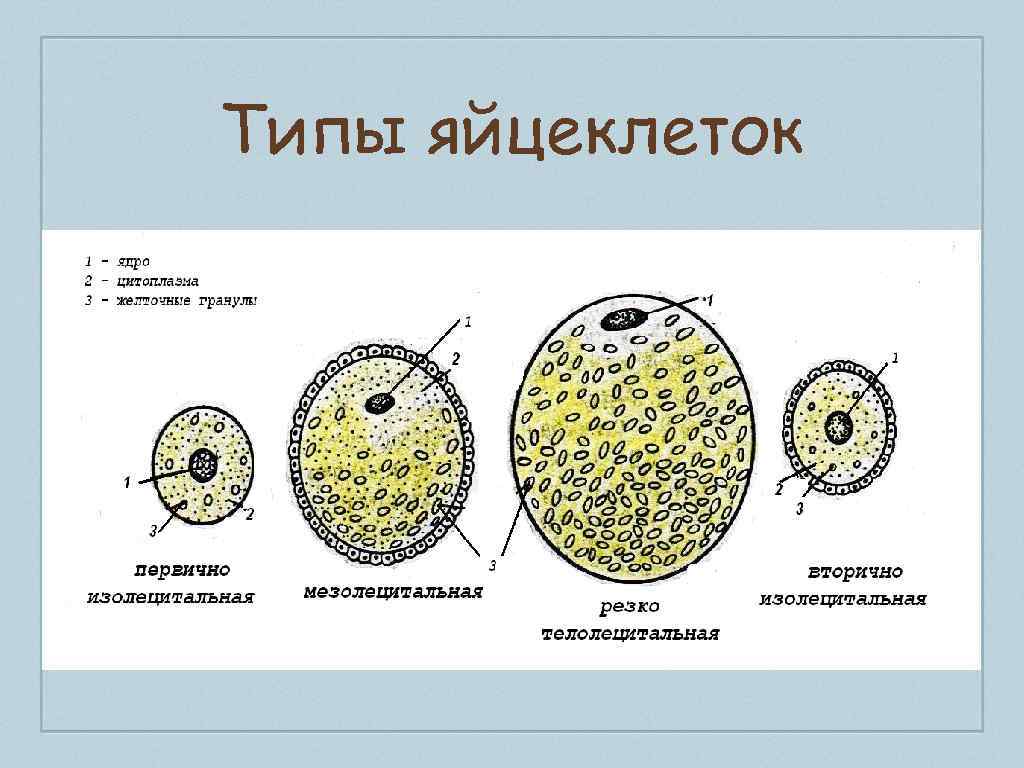 Яйцеклетка птиц показана на рисунке под буквой