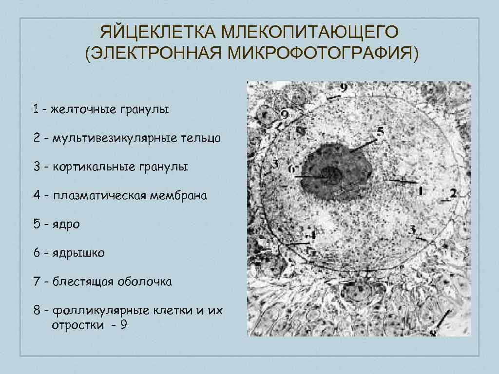 Рассмотрите рисунок 193 укажите особенности развития зародыша млекопитающих