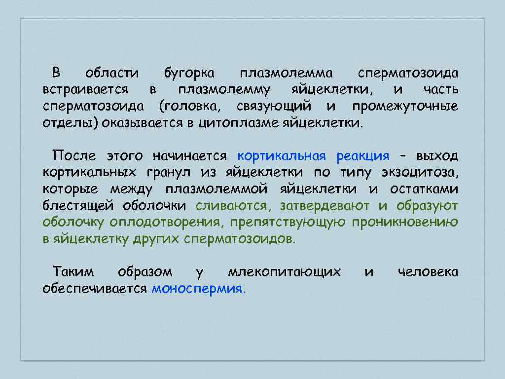 В области бугорка плазмолемма сперматозоида встраивается в плазмолемму яйцеклетки, и часть сперматозоида (головка, связующий