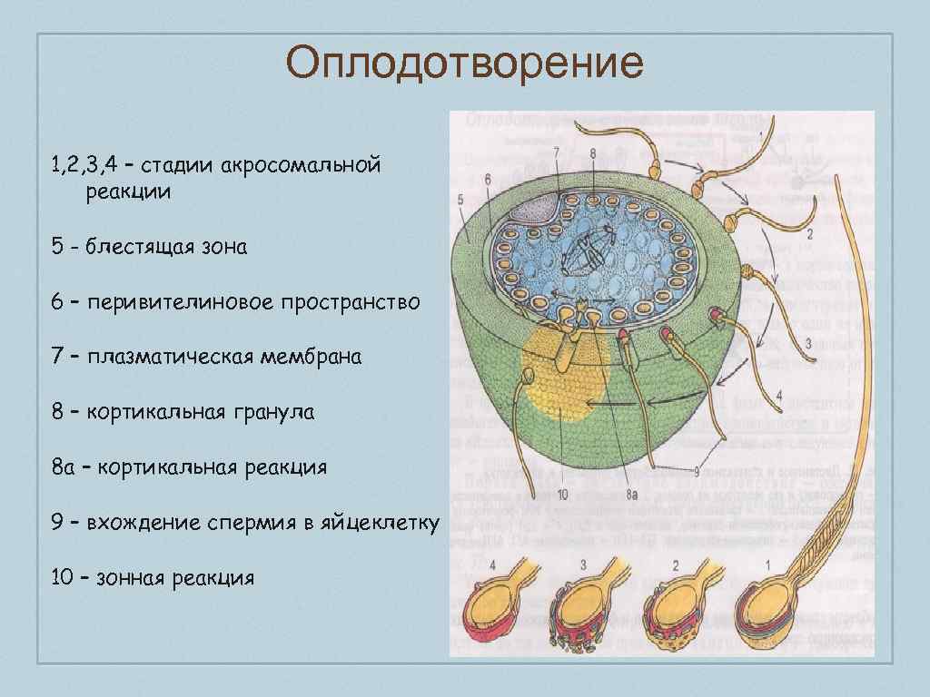 1 оплодотворение. Этапы оплодотворения акросомная реакция. Стадии оплодотворения сингамия акросомная реакция. Акросомальная реакция стадии. Акросомная реакция этапы.