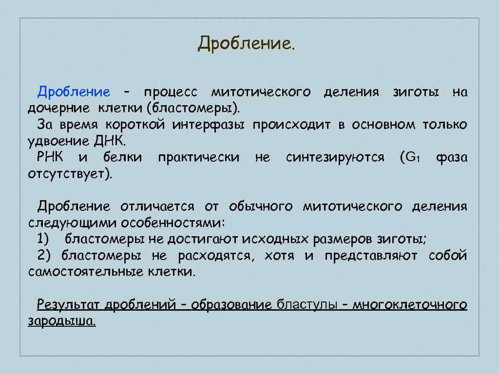 Дробление – процесс митотического деления зиготы на дочерние клетки (бластомеры). За время короткой интерфазы