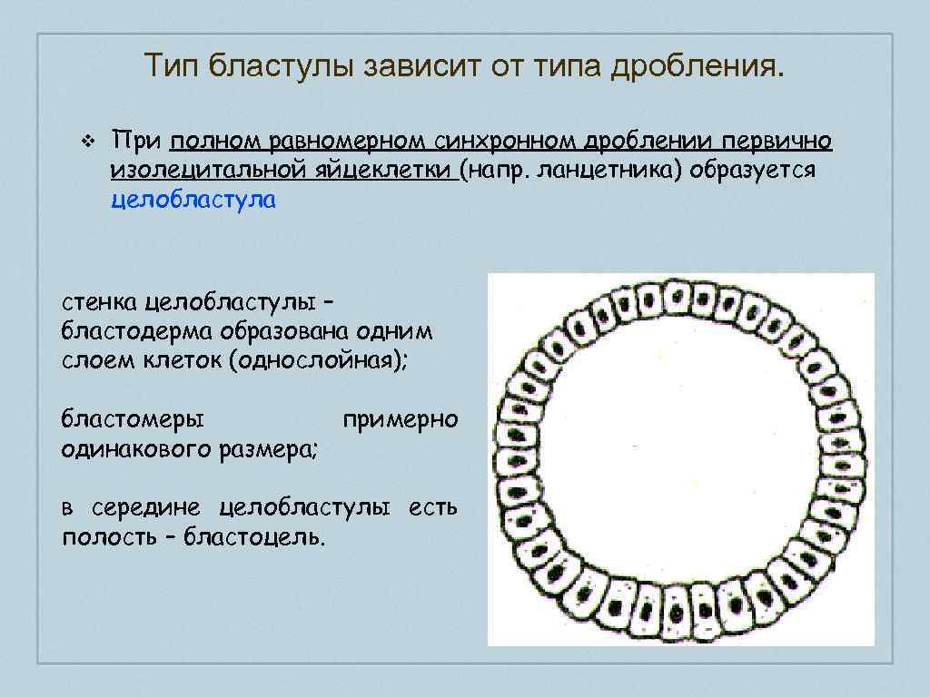 Дробление зависит от. Типы бластул. Строение бластулы. Бластула типы бластул. Типы бластул и их строение.