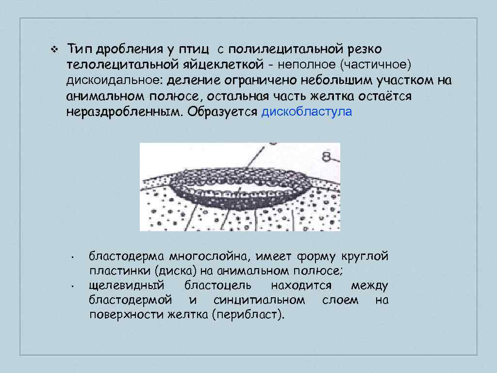 Чем дробление отличается. Бластула птиц. Дискоидальное дробление птицы. Дискобластула образуется в результате дробления:. Тип дробления у птиц.