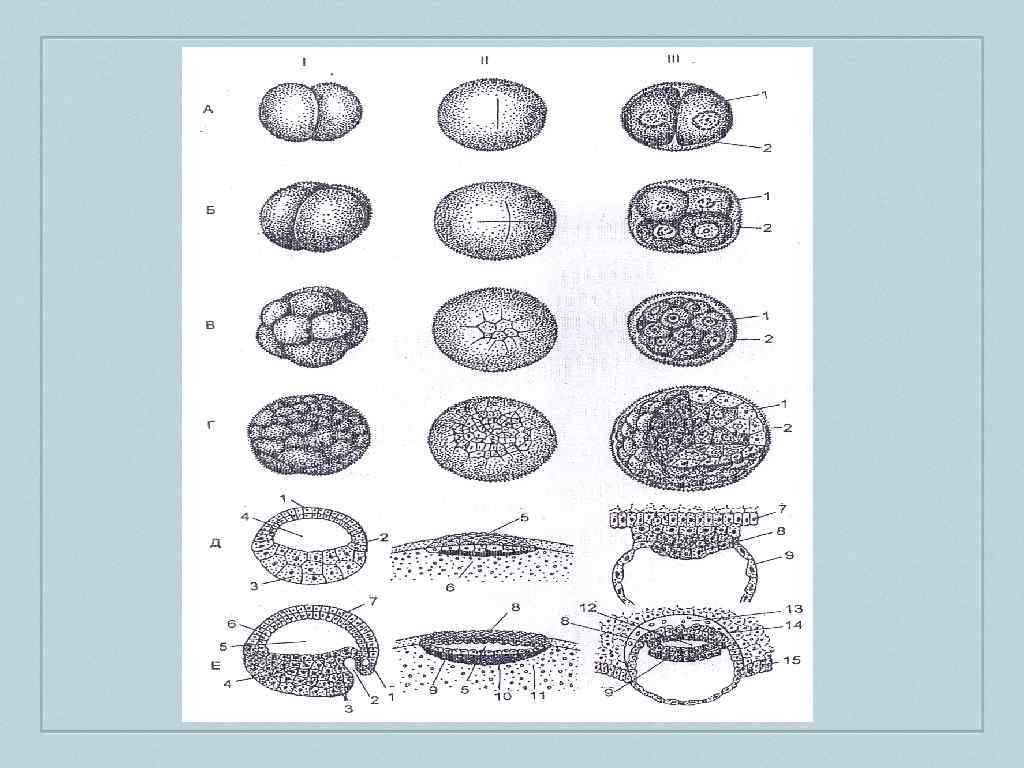 Зигота человека содержит хромосом. Развитие зиготы у птиц. Дробление клетки рисунок. Дробление эмбриология. Схема дробления яйца птицы.