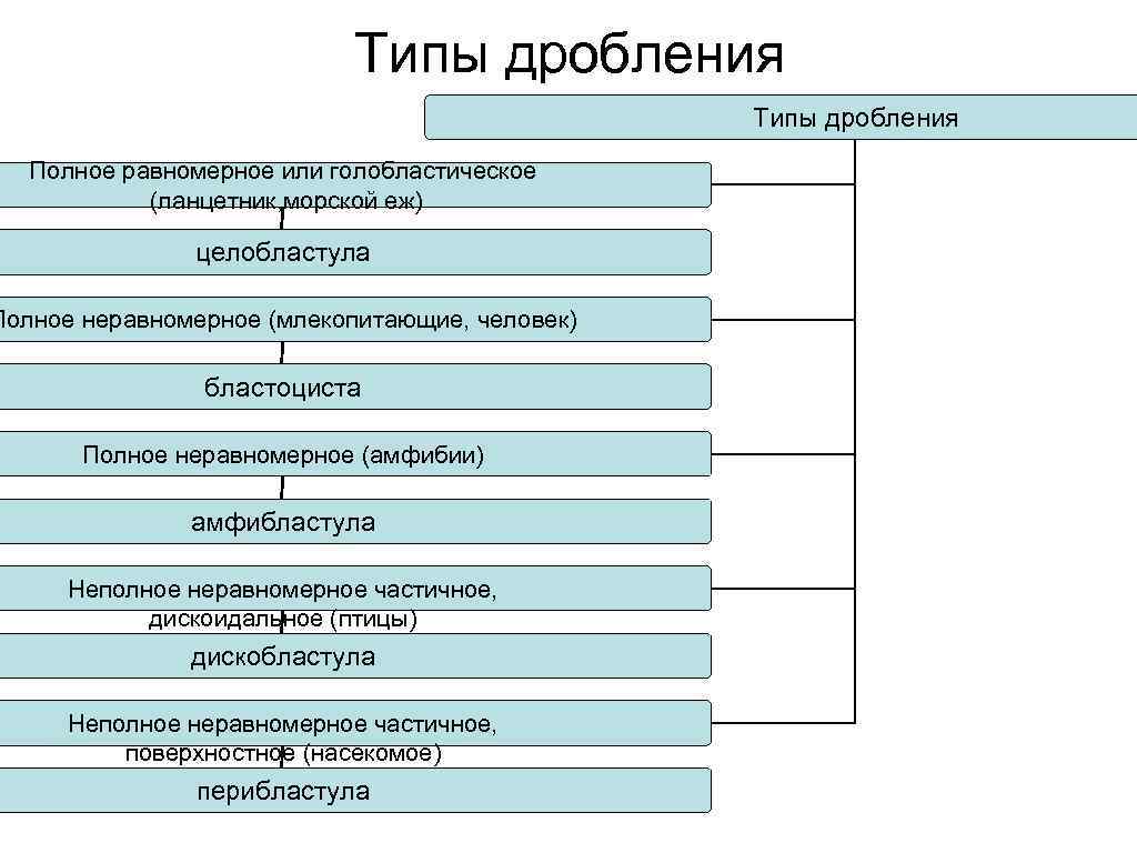 Типы дробления Полное равномерное или голобластическое (ланцетник, морской еж) целобластула Полное неравномерное (млекопитающие, человек)