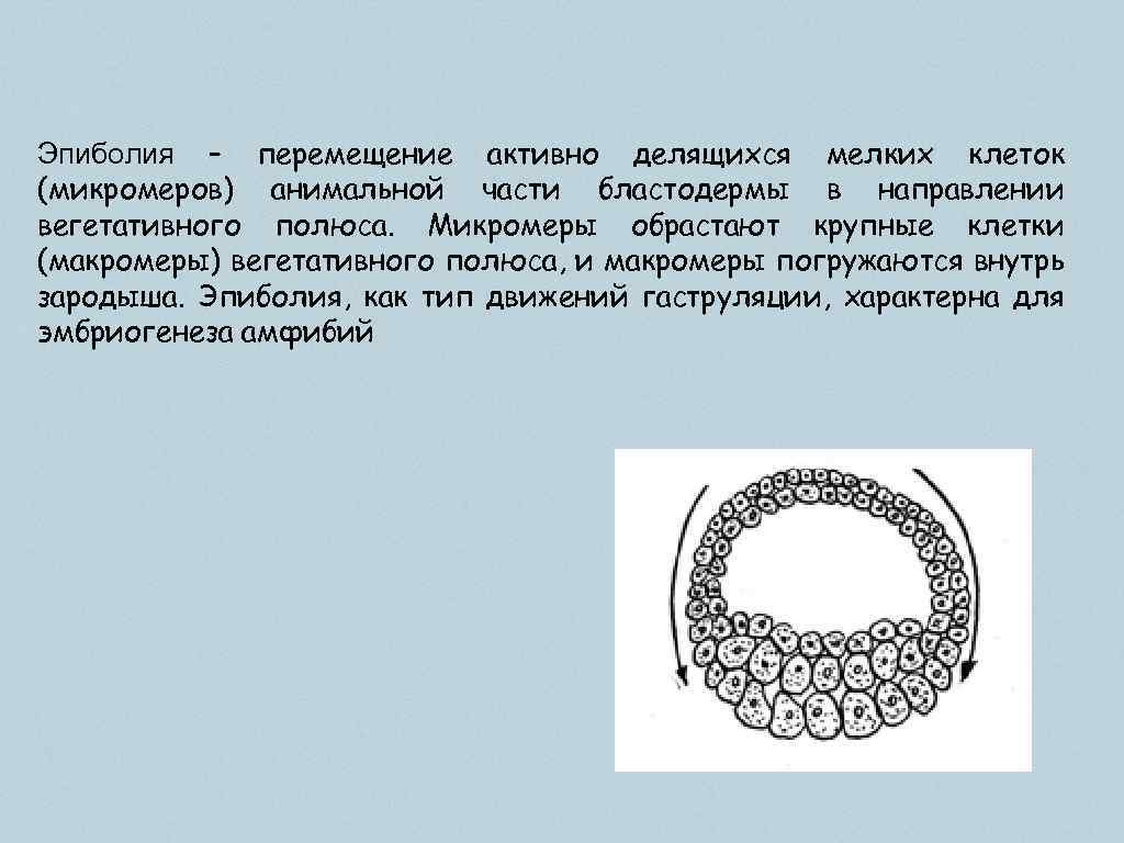 Эпиболия – перемещение активно делящихся мелких клеток (микромеров) анимальной части бластодермы в направлении вегетативного