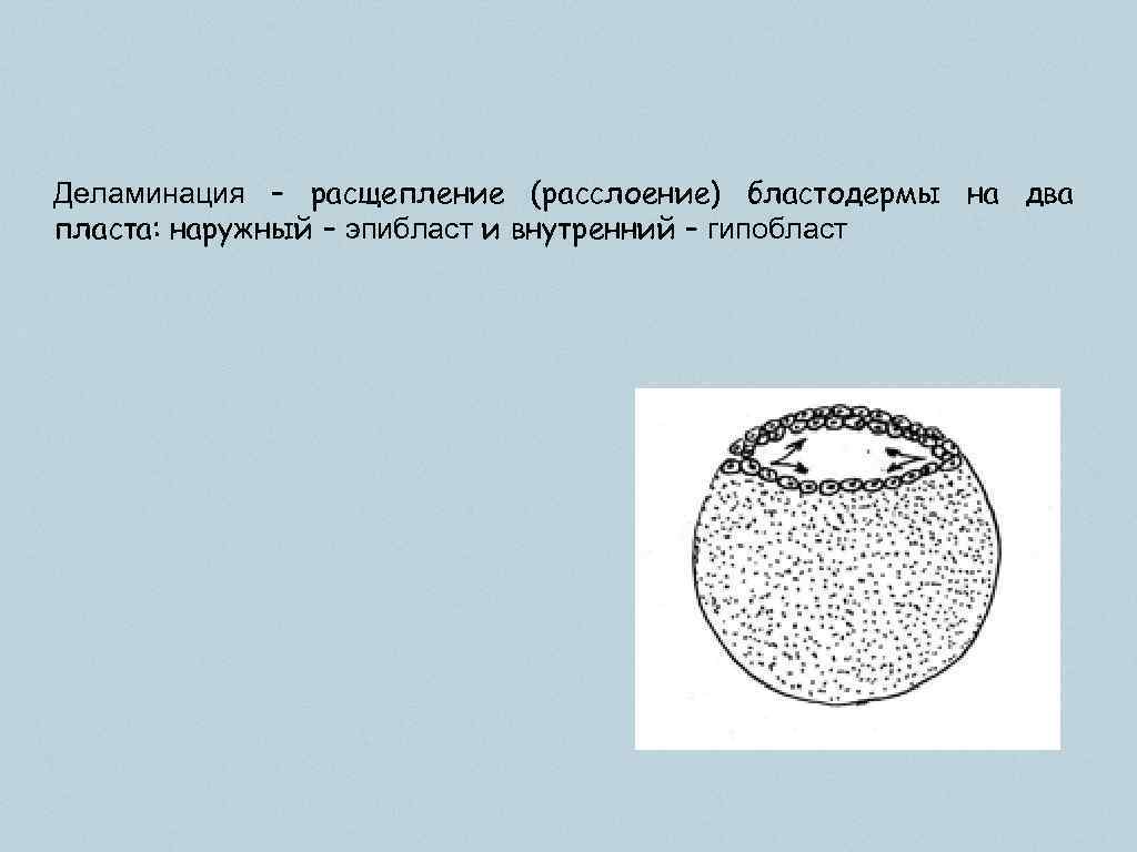 Деламинация – расщепление (расслоение) бластодермы на два пласта: наружный – эпибласт и внутренний –