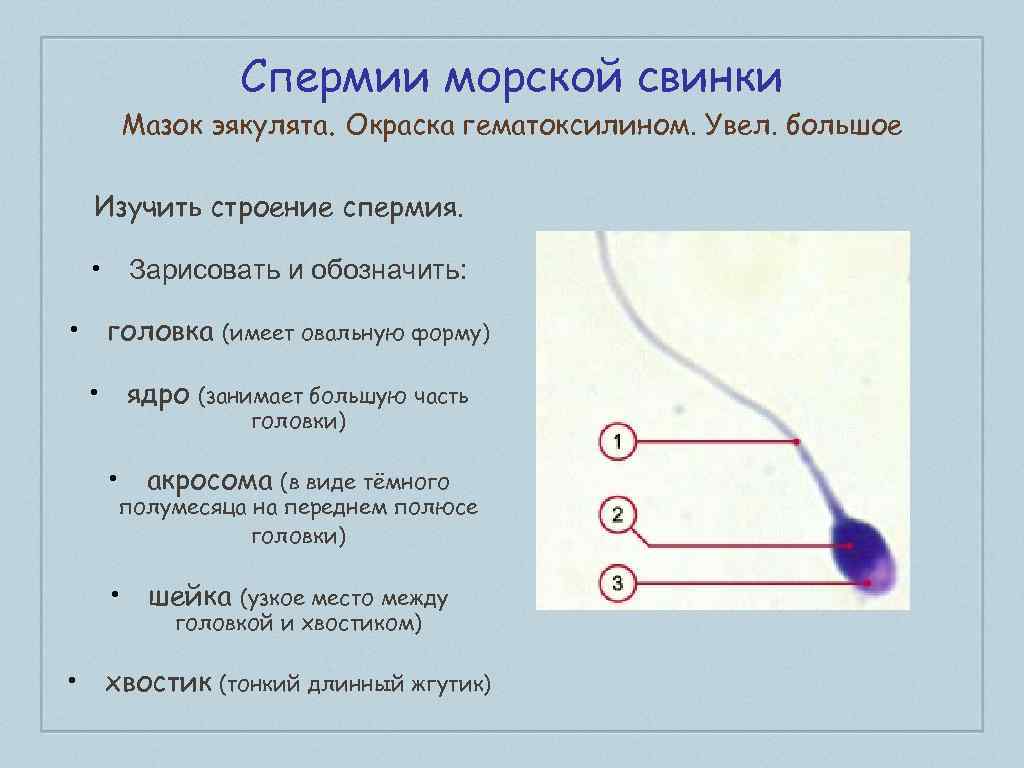 Как увеличить количество спермиев