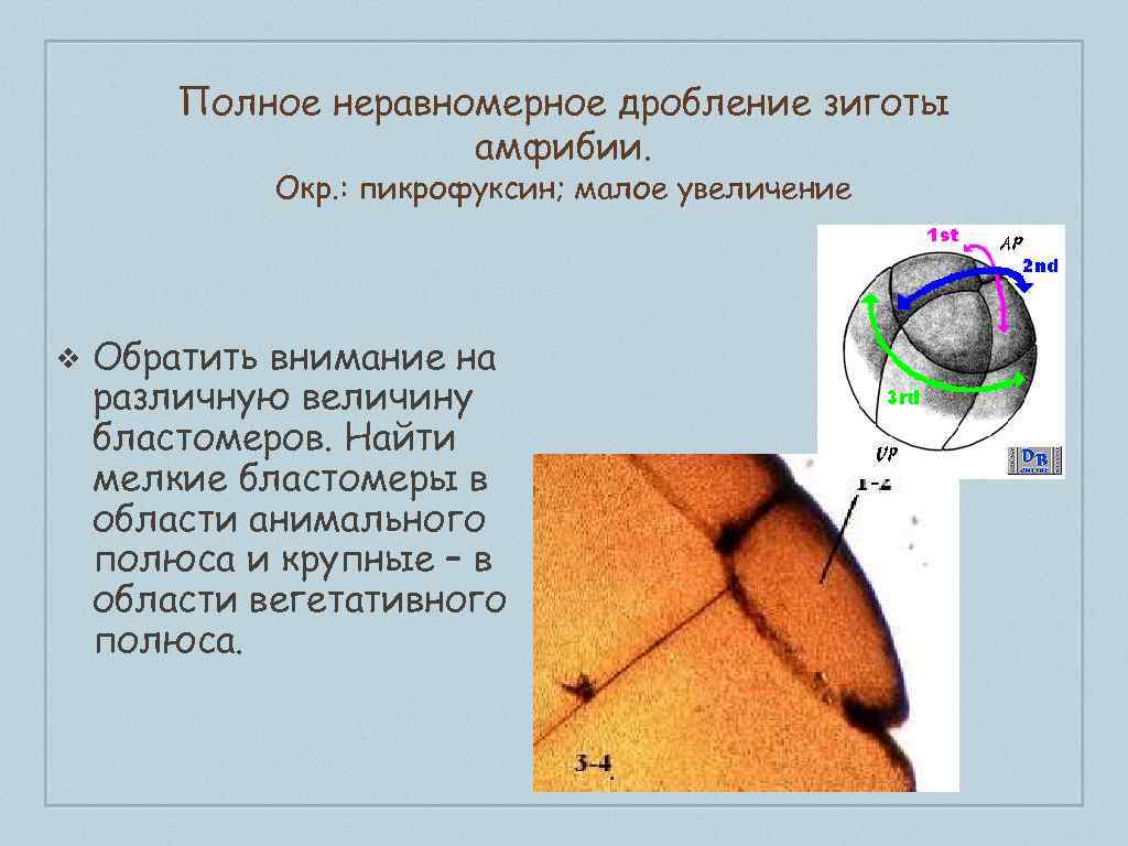 Полное дробление. Полное неравномерное дробление. Неравномерное дробление зиготы. Дробление полное неравномерное у амфибий. Полное равномерное и неравномерное дробление зиготы.