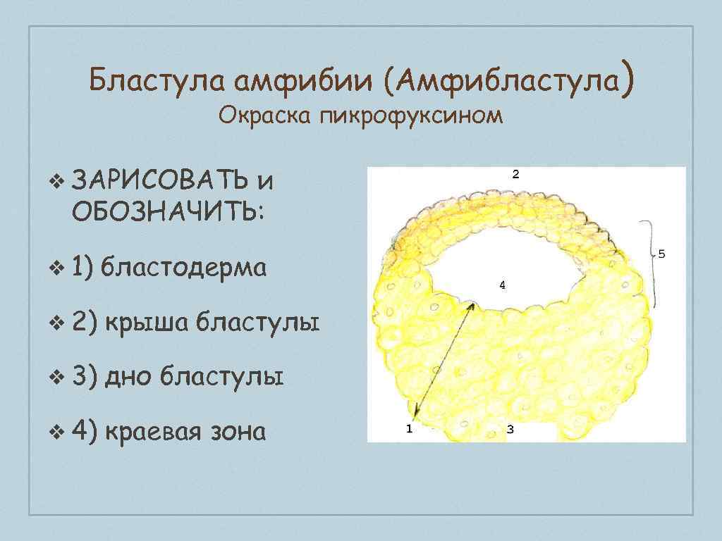 В результате дробления образуется бластула