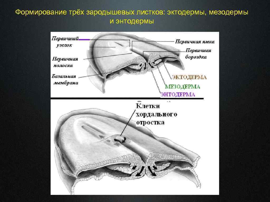Формирование трёх зародышевых листков: эктодермы, мезодермы и энтодермы 