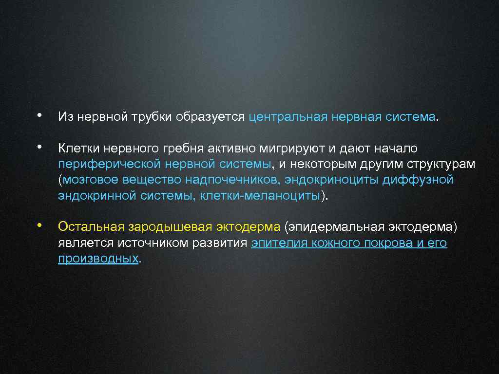  • Из нервной трубки образуется центральная нервная система. • Клетки нервного гребня активно
