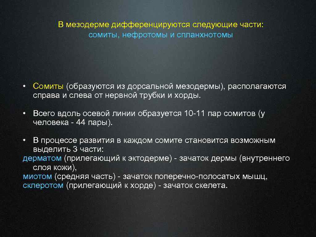 В мезодерме дифференцируются следующие части: сомиты, нефротомы и спланхнотомы • Сомиты (образуются из дорсальной