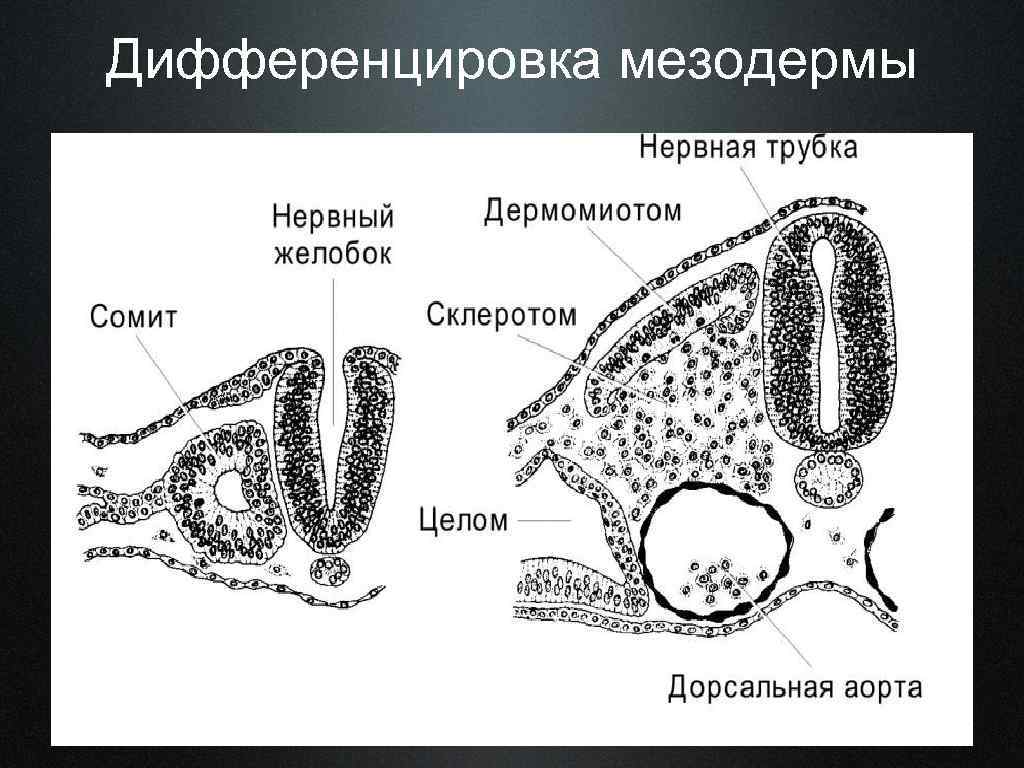 Mesoderma латынь