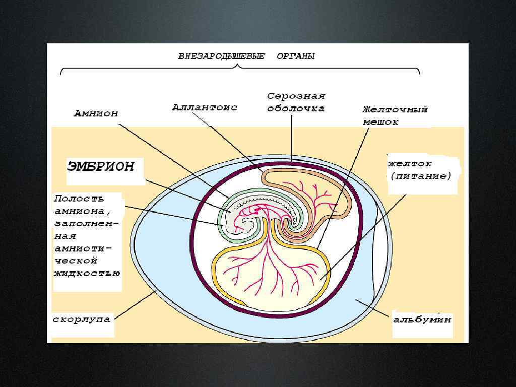 Образование организма. Амнион и аллантоис. Зародышевые оболочки амнион хорион и аллантоис. Внезародышевые оболочки птиц. Оболочки яйца амнион, хорион.