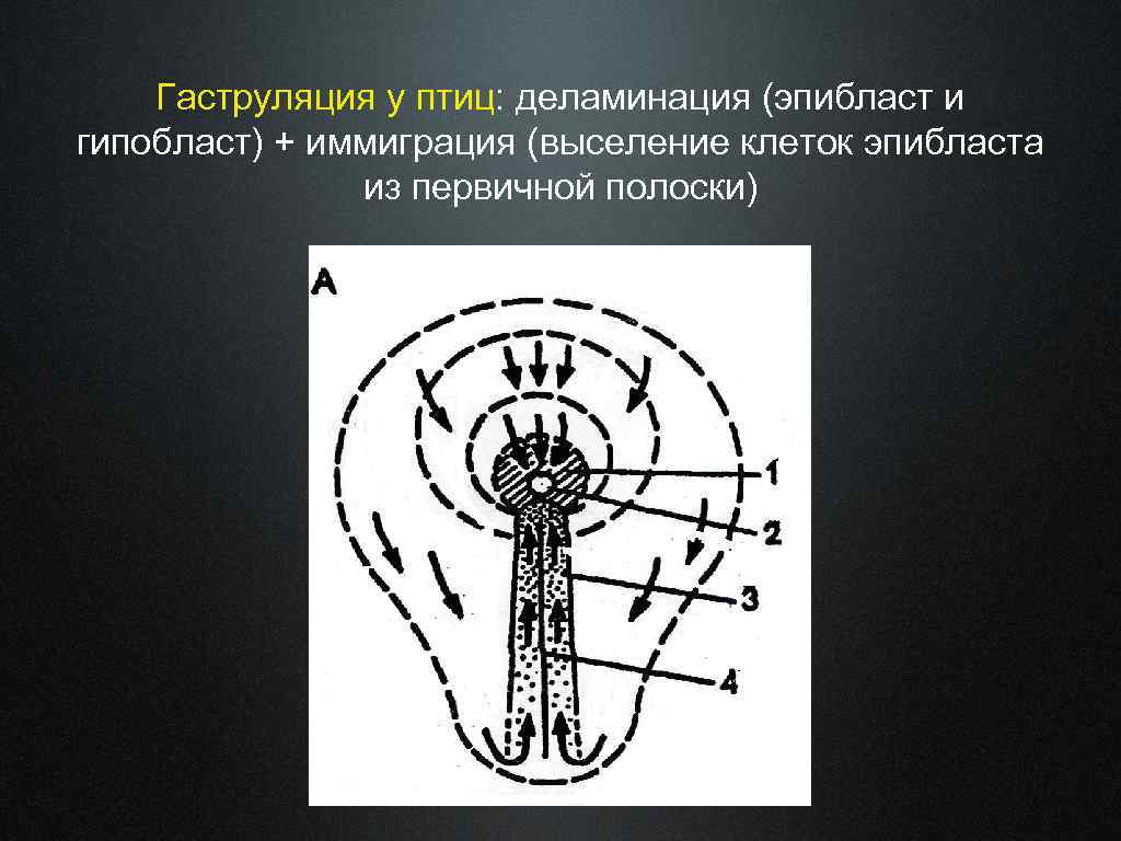 Гаструляция у птиц: деламинация (эпибласт и гипобласт) + иммиграция (выселение клеток эпибласта из первичной