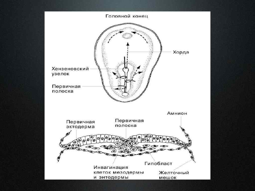 Первичный узелок. Внезародышевые оболочки.