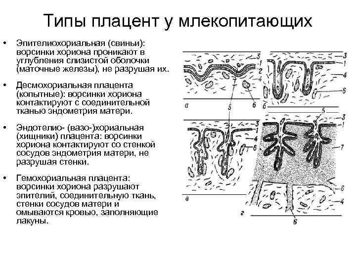 Типы плацент презентация