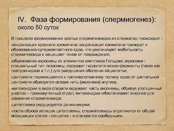 IV. Фаза формирования (спермиогенез): около 50 суток В процессе формирования зрелых сперматозоидов из сперматид