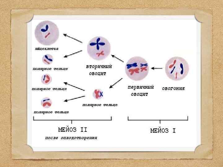 Рассмотрите рисунок определите стадию эмбриогенеза хордового животного