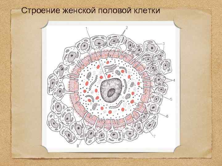 Строение женской половой клетки 