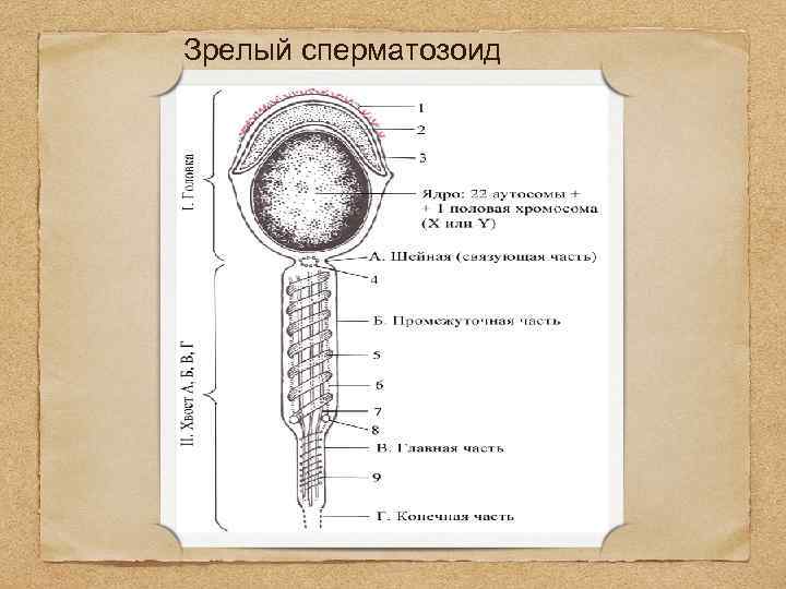 Зрелый сперматозоид 