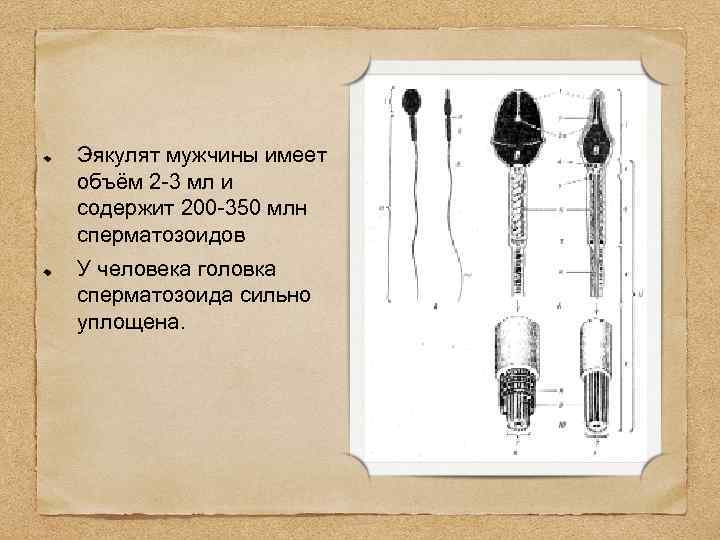 Эякулят мужчины имеет объём 2 -3 мл и содержит 200 -350 млн сперматозоидов У