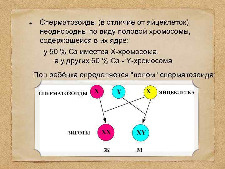 Какое количество хромосом в ядре зиготы человека