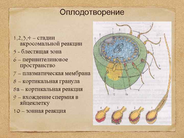 Оплодотворение 1, 2, 3, 4 – стадии акросомальной реакции 5 - блестящая зона 6