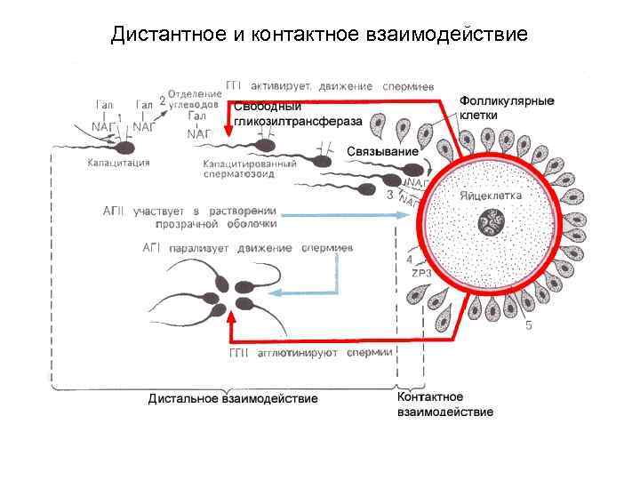 Схема процесса оплодотворения