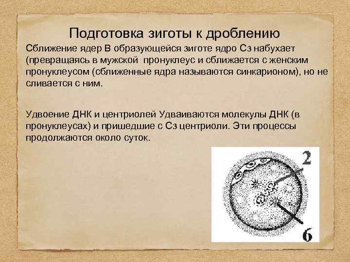 Подготовка зиготы к дроблению Сближение ядер В образующейся зиготе ядро Сз набухает (превращаясь в