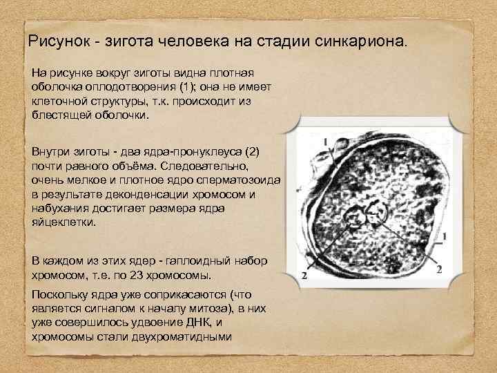 Рисунок - зигота человека на стадии синкариона. На рисунке вокруг зиготы видна плотная оболочка