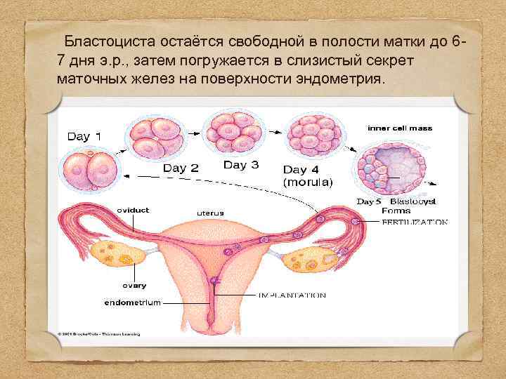  Бластоциста остаётся свободной в полости матки до 67 дня э. р. , затем