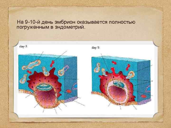  На 9 -10 -й день эмбрион оказывается полностью погруженным в эндометрий. 