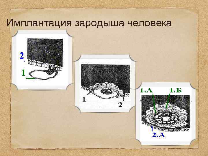 Имплантация эмбриона признаки