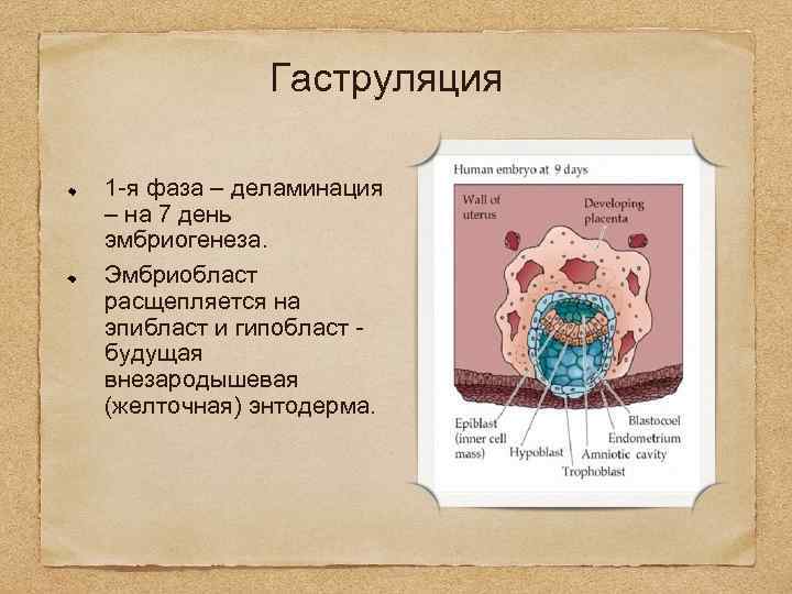 Эмбриогенез лица презентация