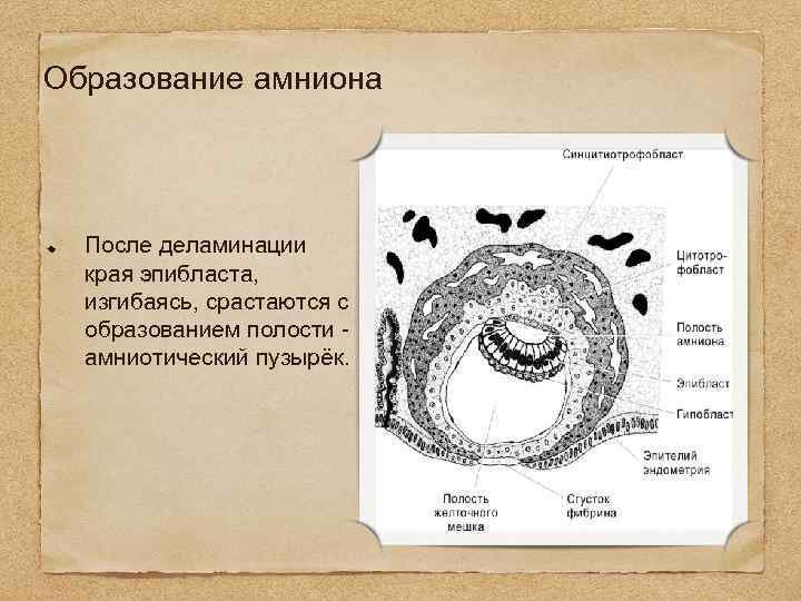Образование амниона После деламинации края эпибласта, изгибаясь, срастаются с образованием полости амниотический пузырёк. 