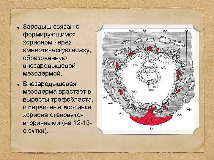 Зародыш связан с формирующимся хорионом через амниотическую ножку, образованную внезародышевой мезодермой. Внезародышевая мезодерма врастает