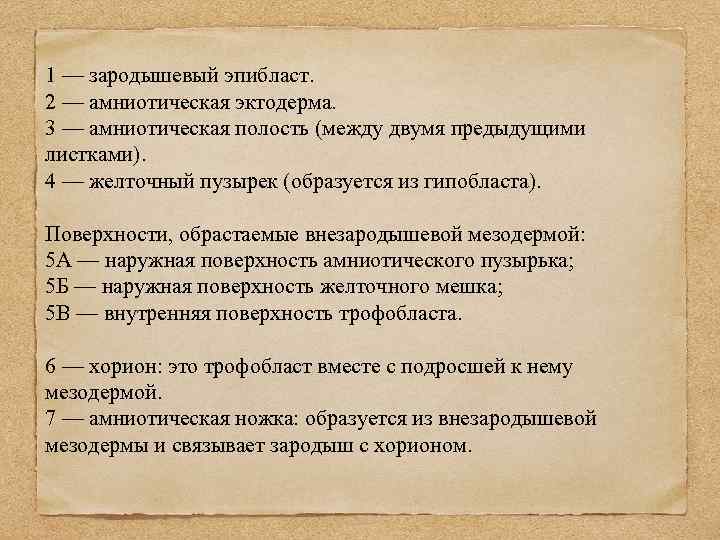 1 — зародышевый эпибласт. 2 — амниотическая эктодерма. 3 — амниотическая полость (между двумя