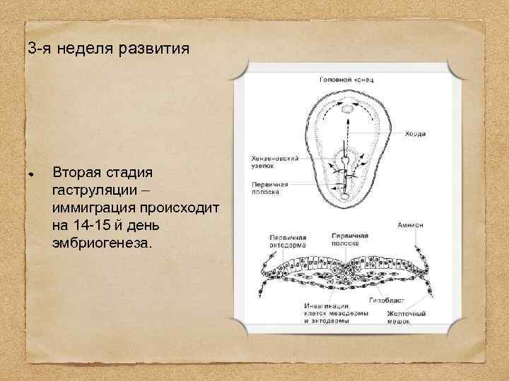3 -я неделя развития Вторая стадия гаструляции – иммиграция происходит на 14 -15 й