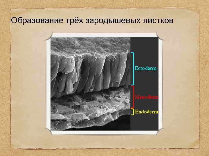 Образование трёх зародышевых листков 