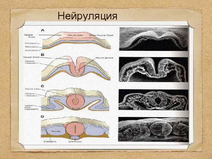 Эмбриогенез картинки егэ