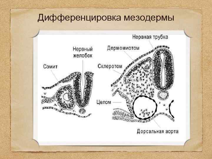 Дифференцировка мезодермы 