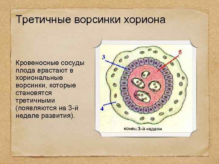 Третичные ворсинки хориона Кровеносные сосуды плода врастают в хориональные ворсинки, которые становятся третичными (появляются