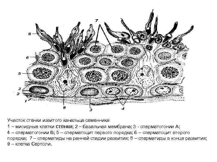 Участок стенки извитого канальца семенника 1 – миоидные клетки стенки; 2 – базальная мембрана;