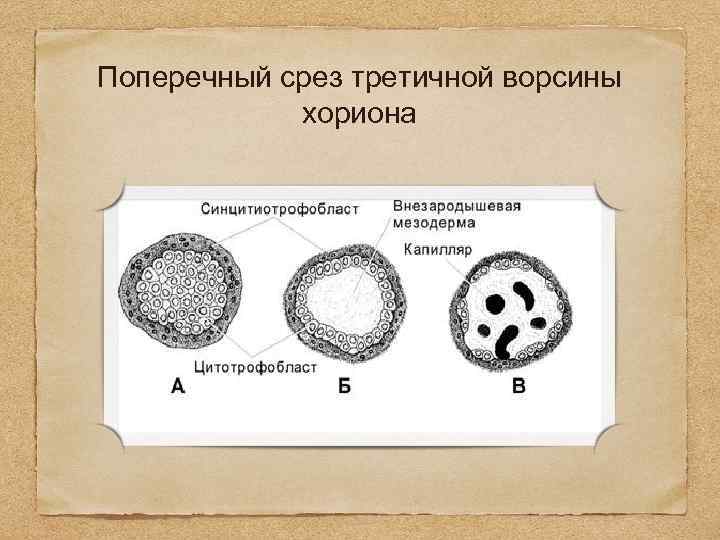 Поперечный срез третичной ворсины хориона 